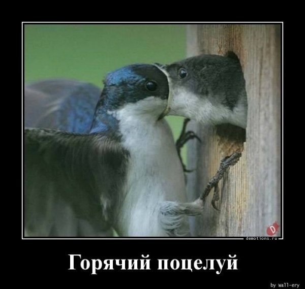 Неудачный поцелуй
