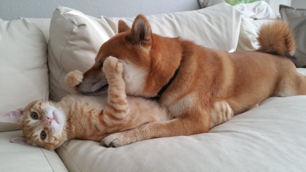 Кот обнимает собаку