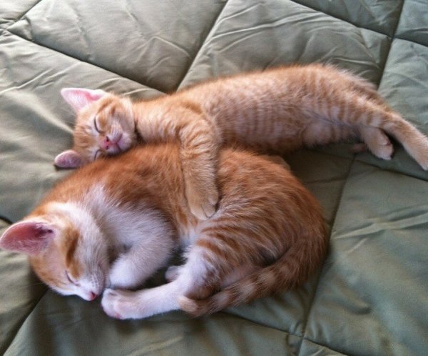 Спящие котики