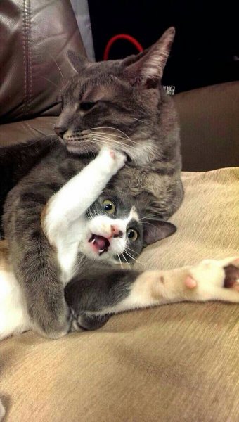 Коты обнимаются