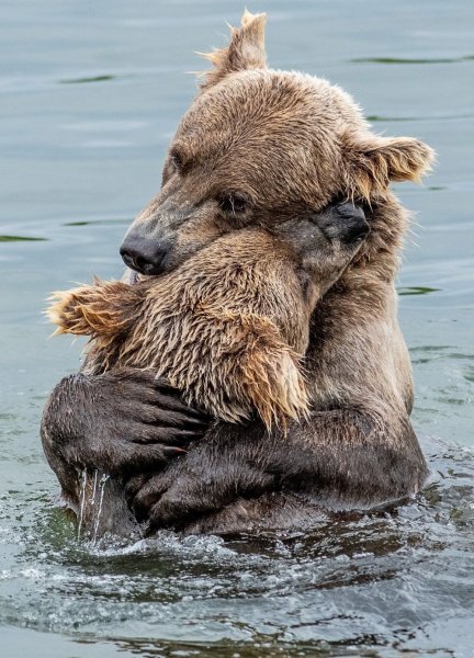 Медведи обнимаются