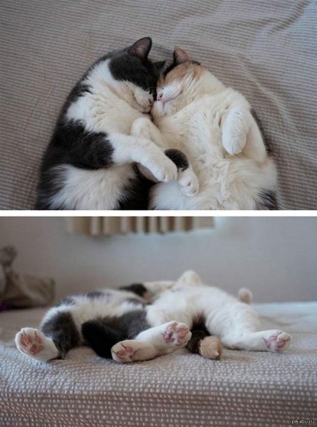 Котики обнимаются утро