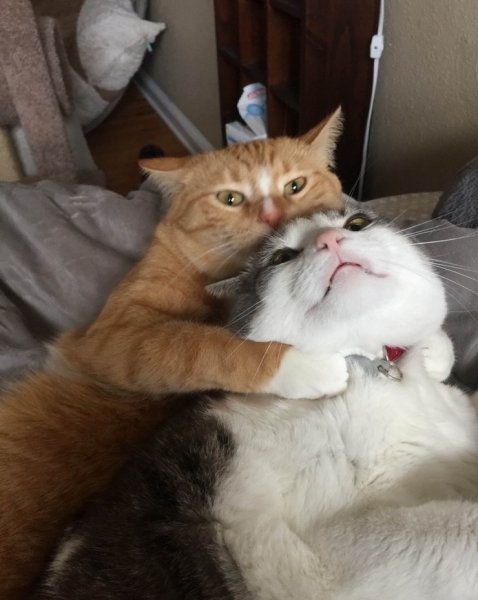 Коты обнимаются