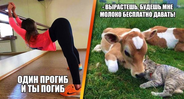 Убойный юмор в картинках