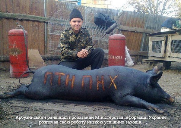 Смешные свиньи Украина