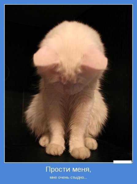 Котенку стыдно