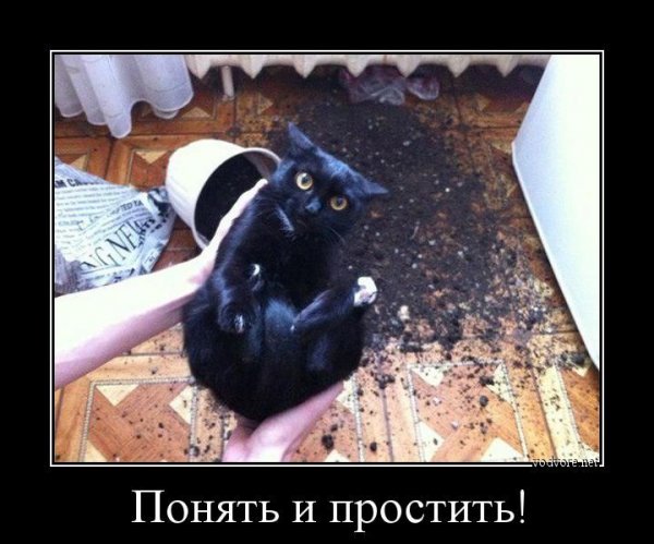 Понять и простить кот