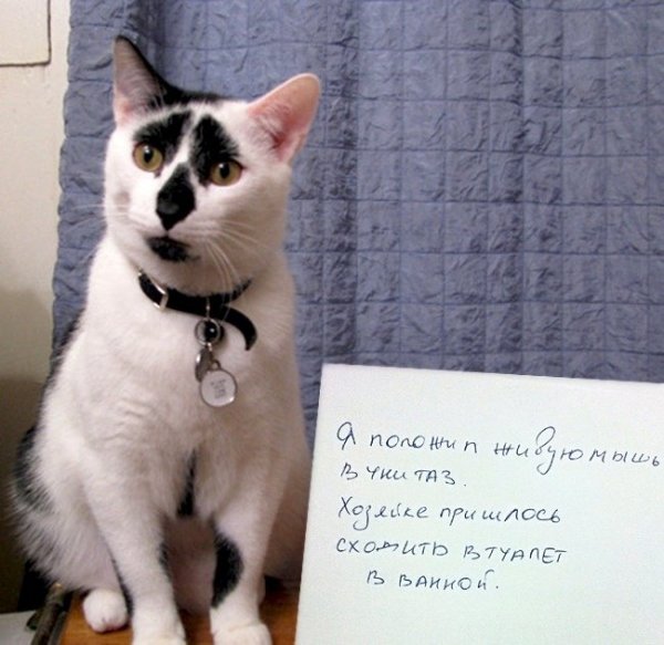 Провинившиеся коты с табличками