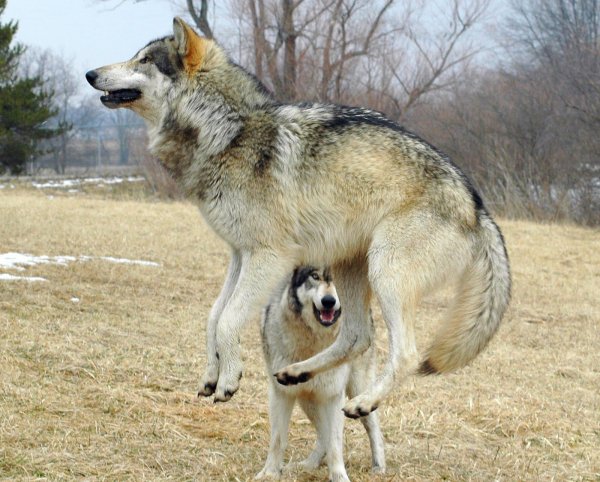 Смешной волк