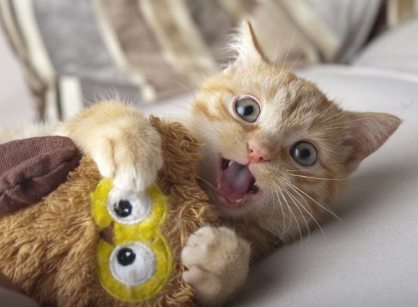 Смешные котята