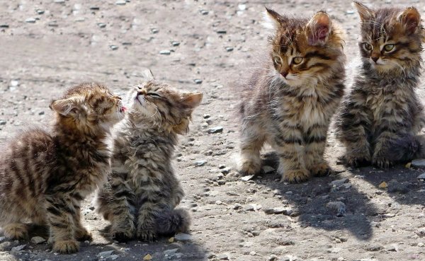 Потешные котята