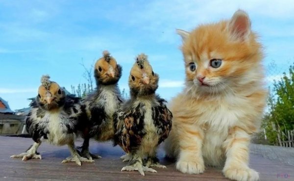 Котенок и цыпленок