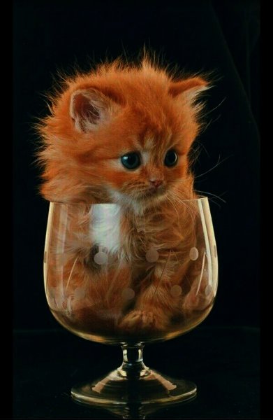 Смешной котяра