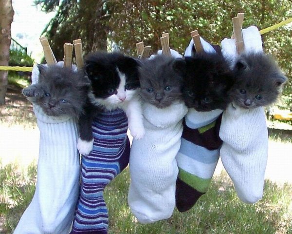Прикольные котята