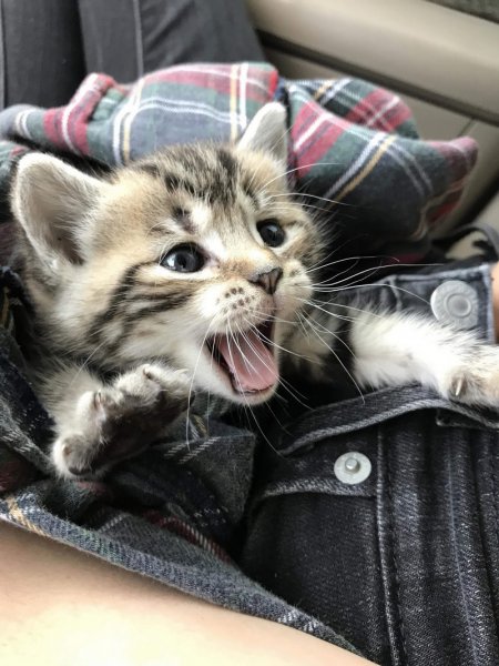 Забавные котята