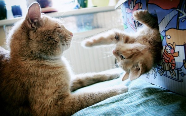 Смешные котята