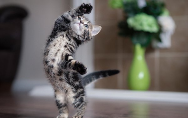 Смешные котята