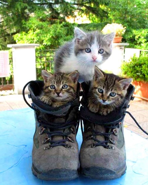 Приколы с котами