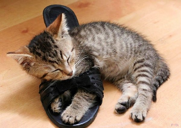 Кошка с котятами прикольные