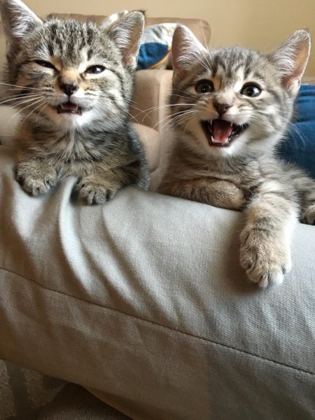 Котята приколы