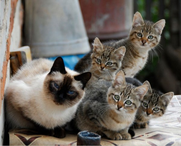 Несколько кошек