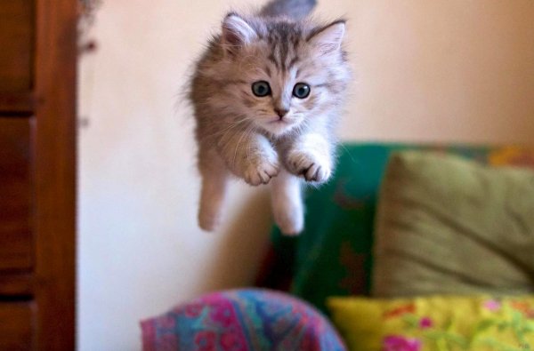 Кошки маленькие милые смешные
