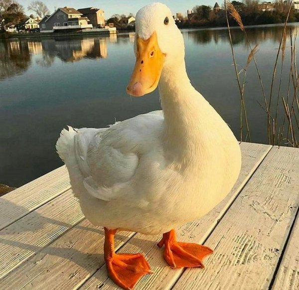 Прикольная утка