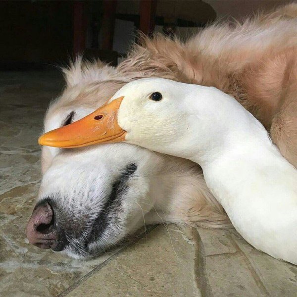 Милые гуси