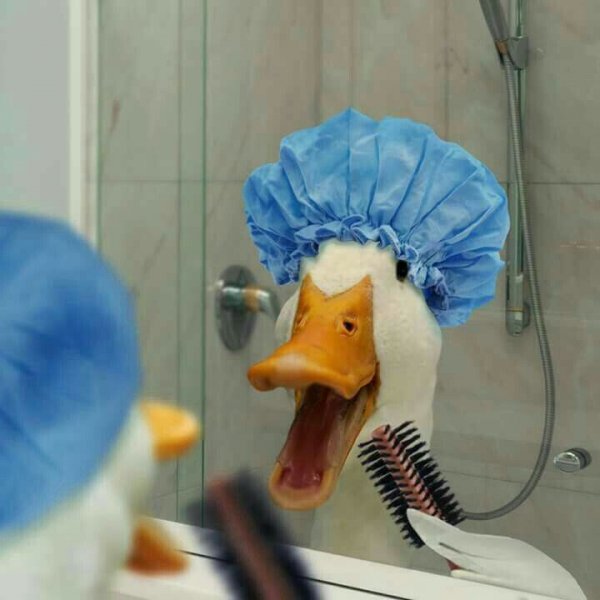 Утка юмор