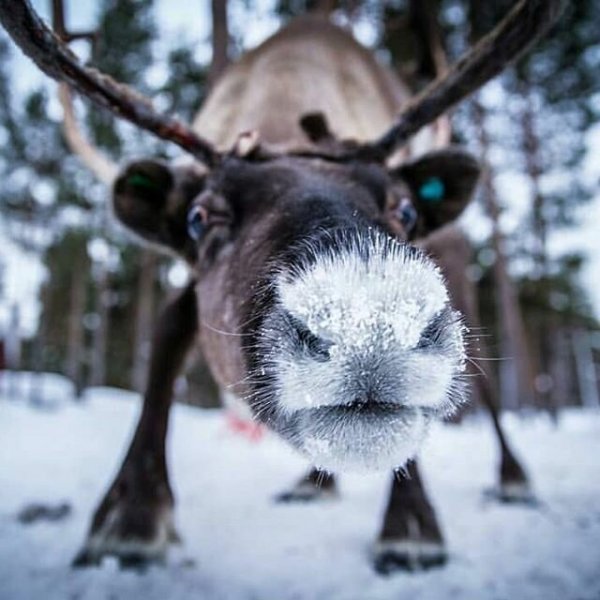 Нос Северного оленя