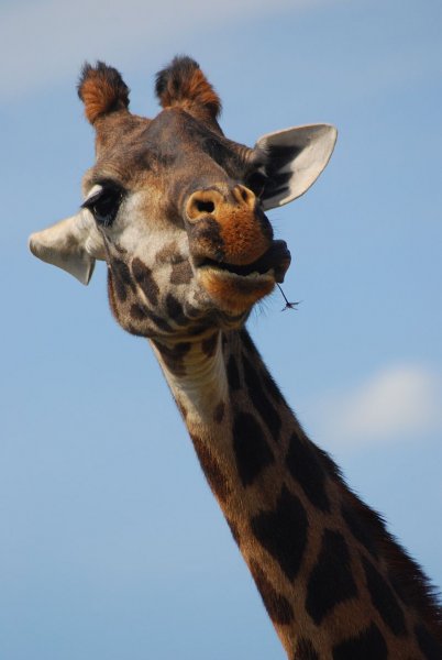 Giraffa camelopardalis tippelskirchi