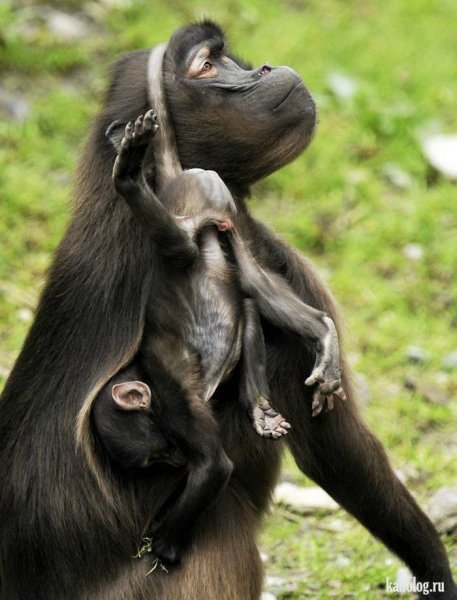 Смешное животное