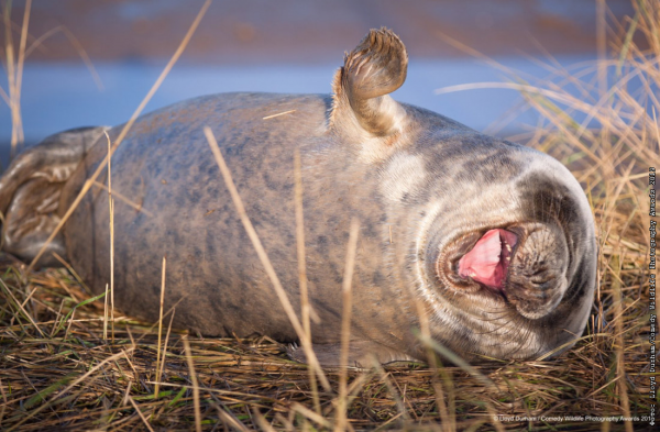 Финалисты конкурса comedy Wildlife Photography Awards: