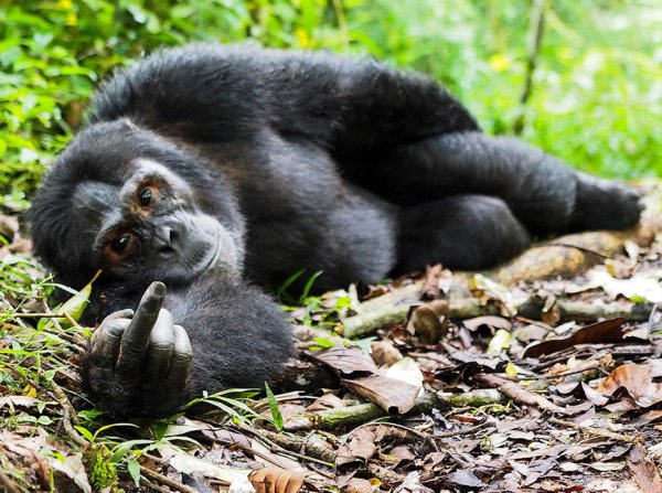Прикольные картинки с животными