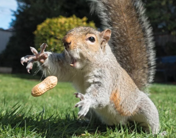 Забавные животные