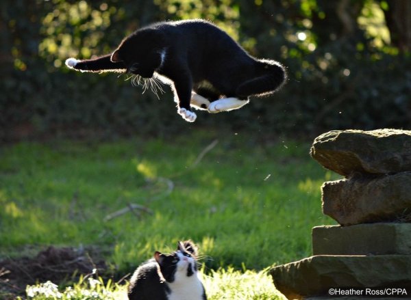 Смешные животные картинки