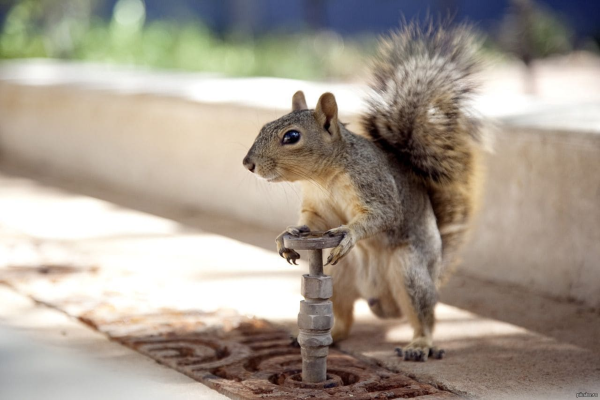 Смешные животные картинки