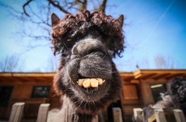 Прикольные морды