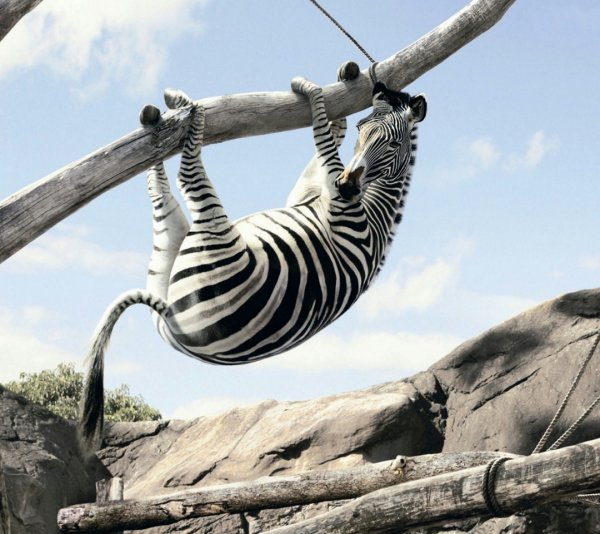 Мотиваторы позитивные смешные