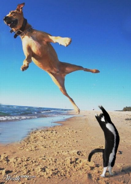 Мотиваторы юмористические