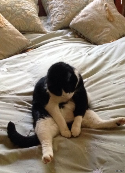 Котик хочет спать