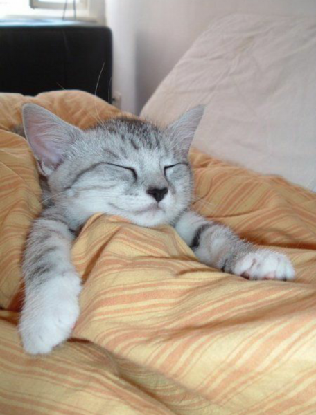 Котик хочет спать