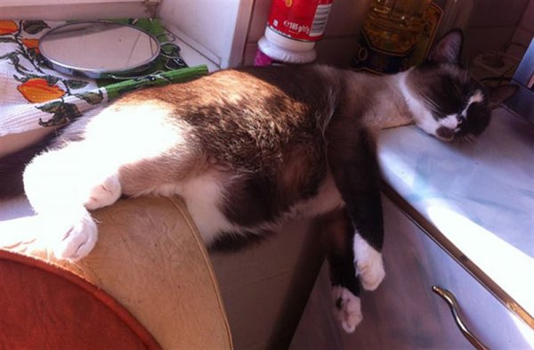 Котик хочет спать
