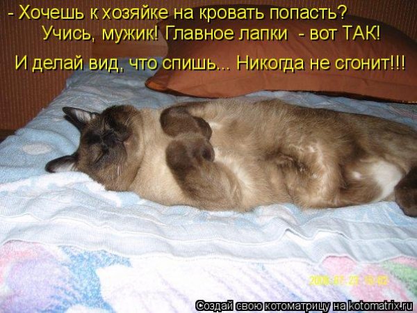 Кот объелся