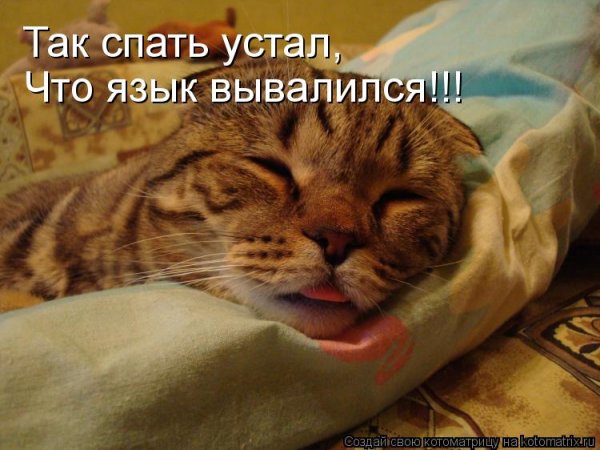 Смешно спящий кот