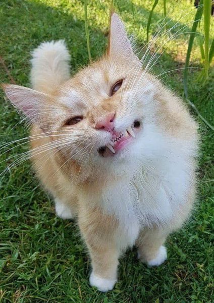 Смешные котики