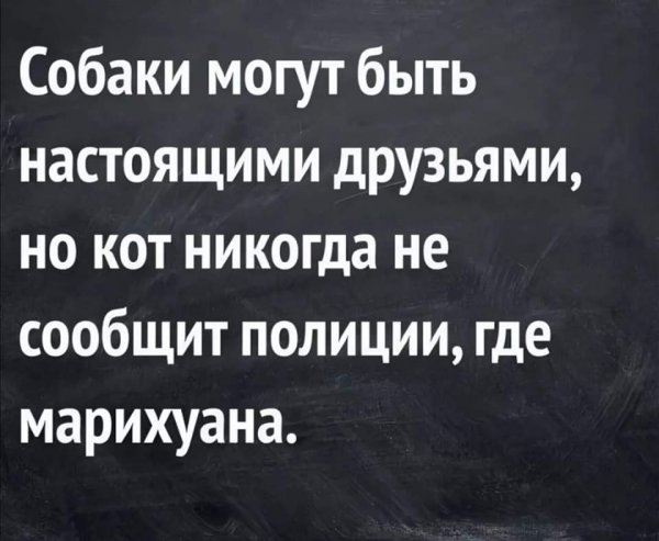 Прикольные высказывания