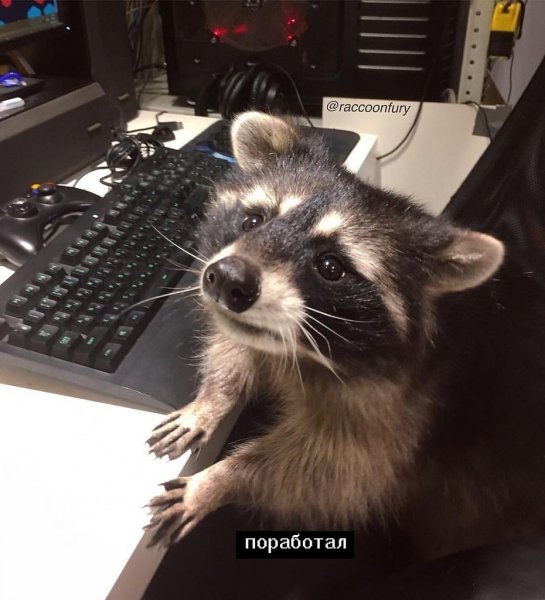 Енот полоскун Мем