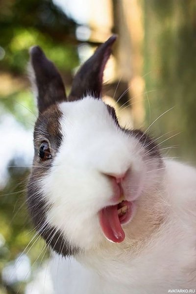 Ржачные картинки про ржачного кролика (50 фото)
