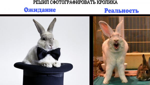 Кролик надпись